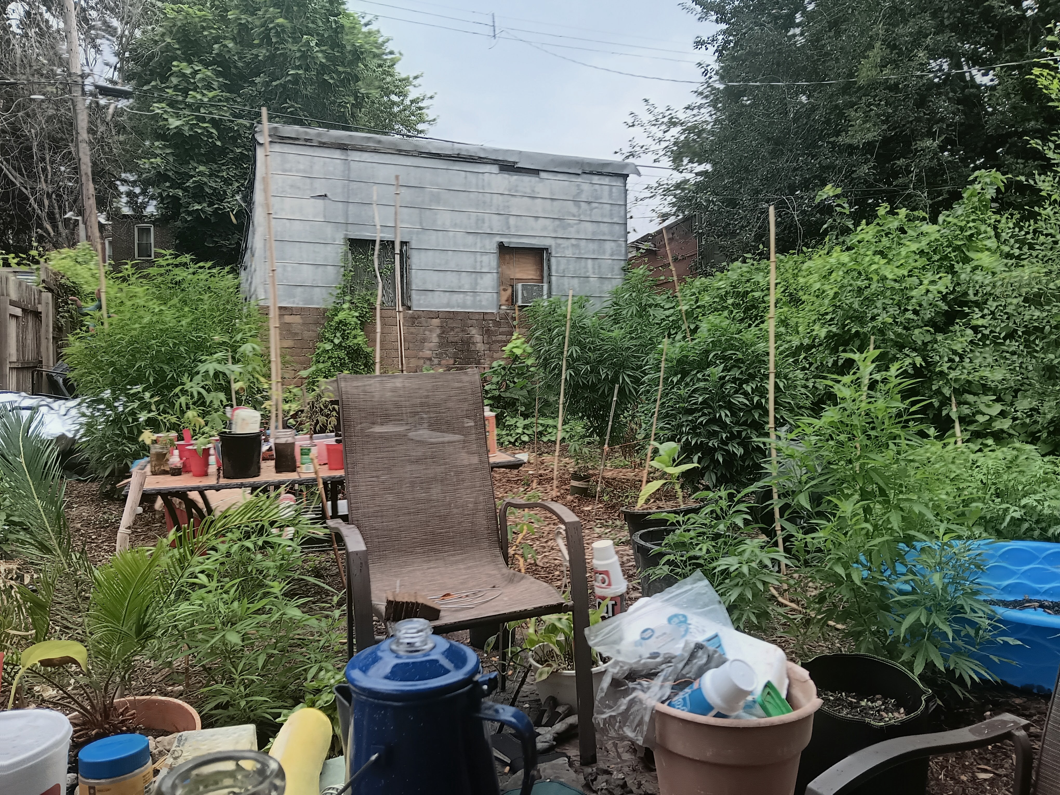 The garden photo