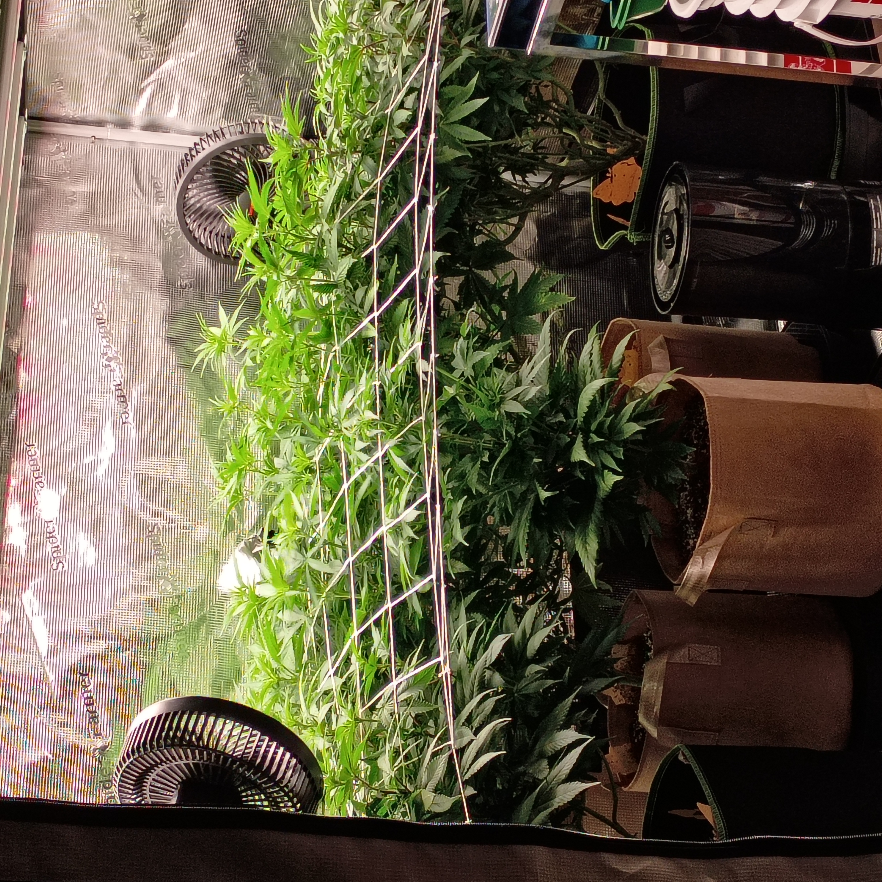 Mother Gorilla/OG Kush/ Critical/ Cereal Milk photo